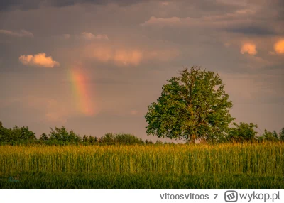 vitoosvitoos - Bieda tęcza wieczorem.

#comisienawineloprzedobiektyw