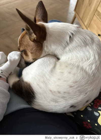 Malyskowyrnyzuk - #pies #piesek #pokazpieska #malypiesek #piesekpico 
#jackrusselteri...