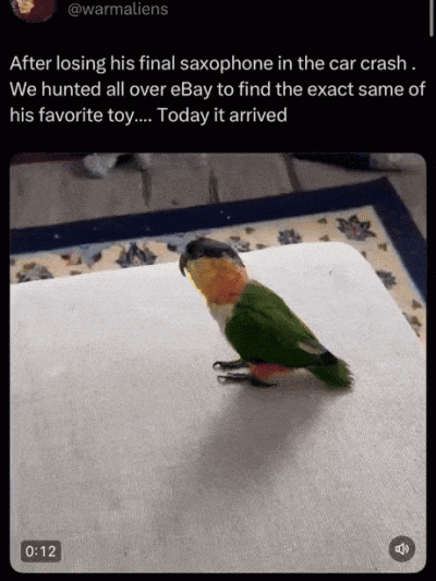 wfyokyga - Papug zadowolon