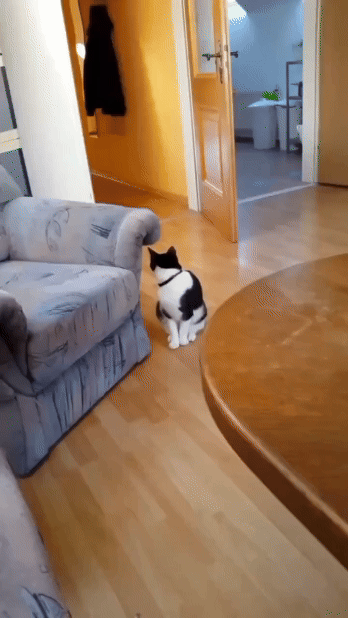 jestemtakizmeczony - #smiesznekotki 🧵

test automatycznego kotowania 1... 2... 3...
...