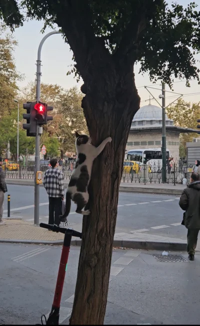 SamuraiJack_ - Ja nie mogę, ja pier^le
Kot na drzewie, wołaj Olę

#turcja #koty #kote...