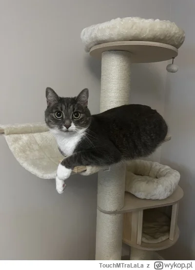 TouchMTraLaLa - Chlebuszek (｡◕‿‿◕｡)
 #pokazkota #kitku #koty