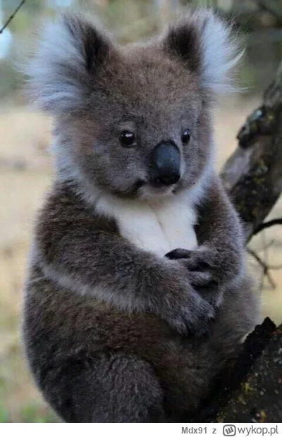 Mdx91 - @arcxa a to @serniczekwiedensky czekajacy na drozdzowke XD