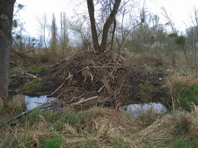 SzycheU - Ale sobie bobry melinę zbudowały
#bober #zwierzaczki #las #spierdotrip