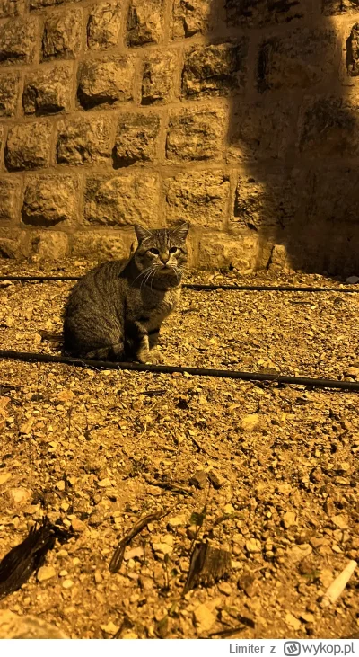 Limiter - #maltanskiekitku