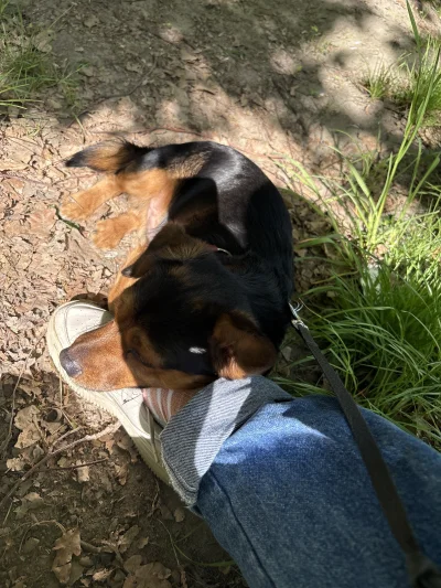 zssrauamaiw - @BiednyZaToGlupi chyba ty @Mr3nKi nie straci