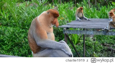 charlie1919 - nie takiego black friday się spodziewałem, na swojej spółce w którą jes...