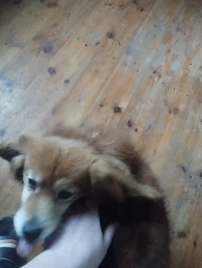 what-up - #przegryw trza chyba jednak iść do weterynarza, niech mu pobierze krew i sp...