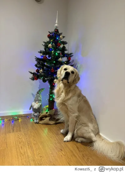 KowaziS_ - Nad pakowaniem prezentów do #wykopaka dzielnie czuwał ten oto skromny Jimm...