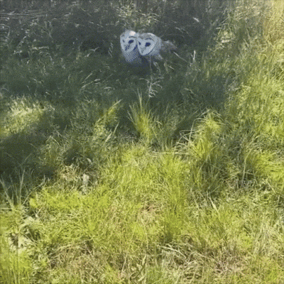 wfyokyga - Sówkunie 🦉🦉🦉