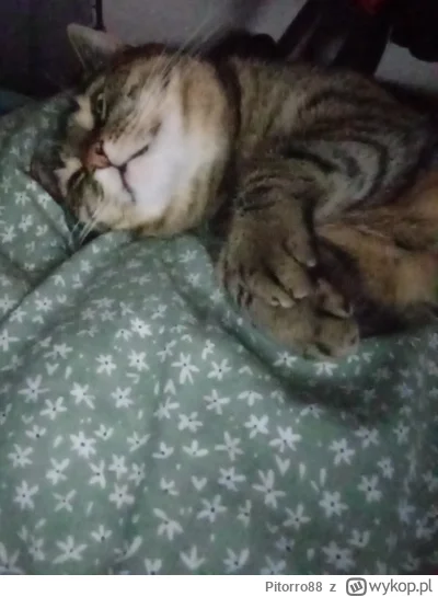 Pitorro88 - Te łapki <3 #pokazkota
