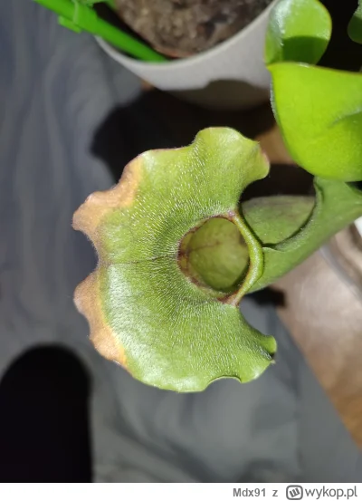 Mdx91 - @Fevx tylko mocniej