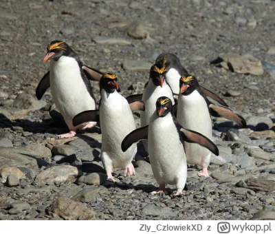 Zly_CzlowiekXD - Tak widzę tutaj większość komentatorów: