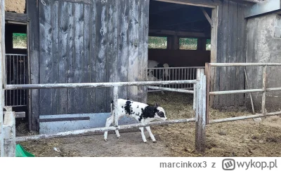 marcinkox3 - Znacie to uczucie, gdy na pełnej czilerze wychodzicie rano z domu, a po ...