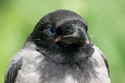 Corvus_Frugilagus - Dobranoc wszystkim i miłego poniedziałku życzę.