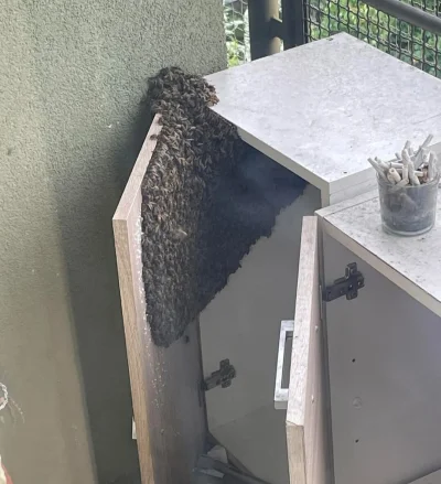 jmuhha - Co byście zrobili jakbyście zauważyli to na swoim balkonie?