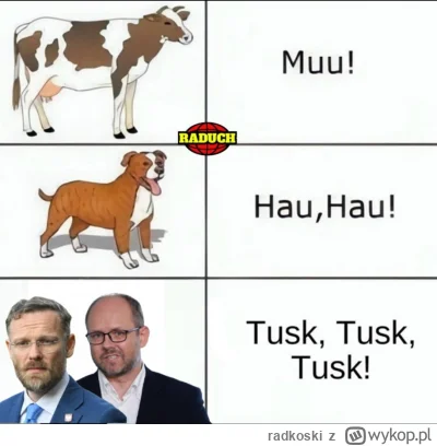 radkoski - #bekazpisu #polityka 😎