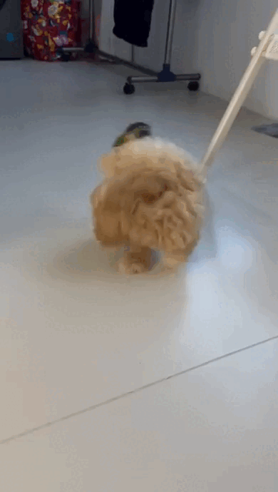 wfyokyga - Papug mu się przykleili do d--y xD