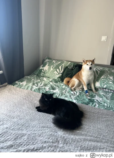 sajko - @sajko: bracia p-------c