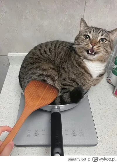 SmutnyKot - #dziwnekotki