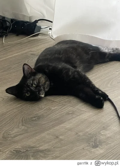 garrfik - Kot podłączony do ładowania, 20% teraz ma