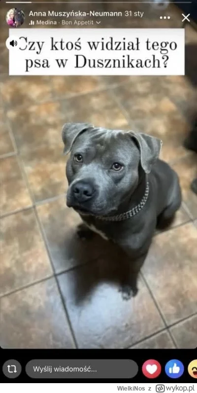 WielkiNos - Nie uwiąże tych kundli jakoś tylko biegają gdzie chcą, a potem ich szuka.