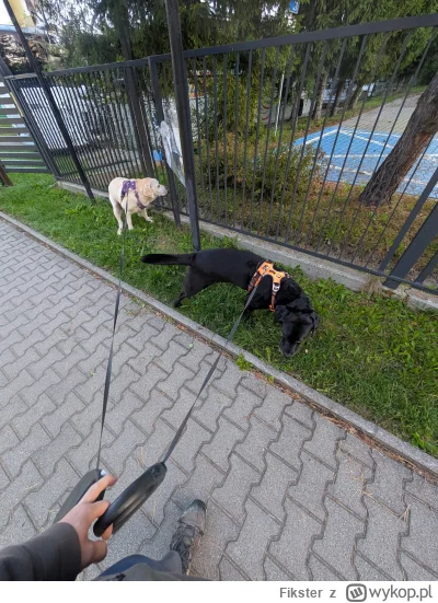 Fikster - Tak się dzieje Srania cud ( ͡º ͜ʖ͡º)
#psiarze #psy #smiesznypiesek #piesecz...