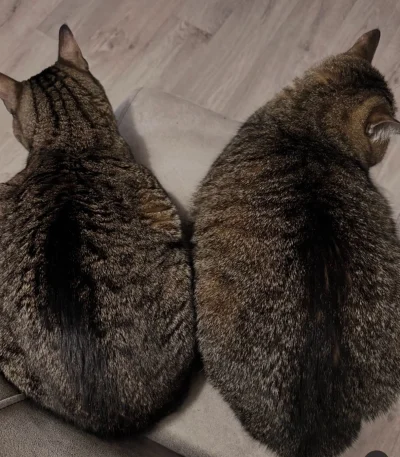 piSSowiec39 - Dwa bochenki Stefa & Stepan. #codziennystepan