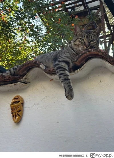 espumisanmax - @Zielonkazdr: tutaj dogląda dobytku, król dżungli