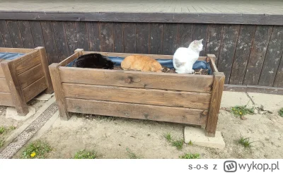 s-o-s - Jeden pilnuje, reszta spi. Kolor sierści przypadkowy oczywiście. #smiesznekot...