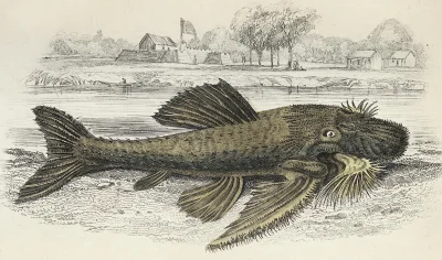wfyokyga - Ilustracja z rybom