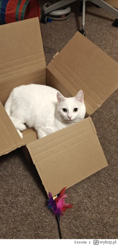 Exende - Ten co gębę cieszy bo karton dostał xD
#pokazkota