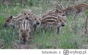 fafankulo - Warchlak