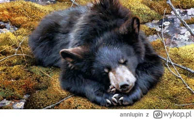 annlupin - pora spanko ʕ•ᴥ•ʔ dobranoc