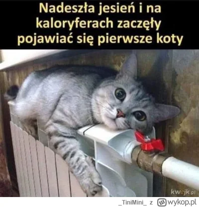 TiniMini - #heheszki #humorobrazkowy #koty