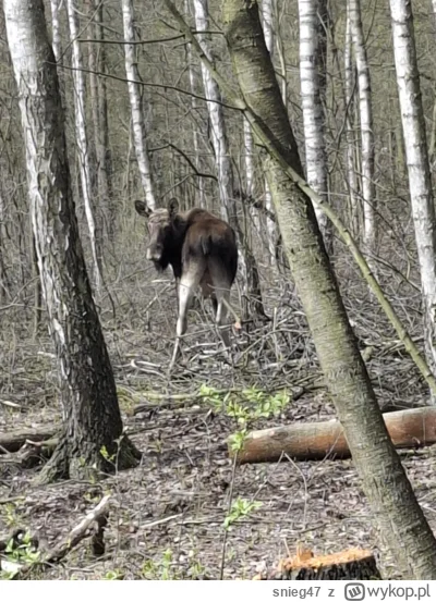 snieg47 - #przegryw #spierdotrip  p0lka czy Chad?