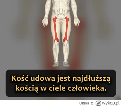 Ukiss - To jedyna kość w górnej części nogi, łączy biodro z kolanem. Jest kością dług...