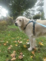 Gieremek - UWAGA WYKOPKI ALERT RCB

Wychodzę z psem na spacer
Zabezpiecz dobytek. Zab...