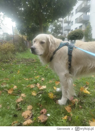 Gieremek - UWAGA WYKOPKI ALERT RCB

Wychodzę z psem na spacer
Zabezpiecz dobytek. Zab...