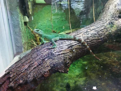 Barakun91 - #zoo #zwierzaczki #foto