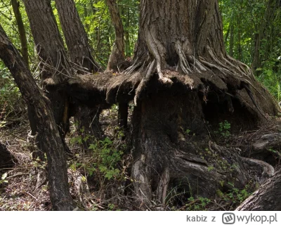 kabiz - Drzewa w kamieniołomie Liban w Krakowie. Prawdopodobnie erozja terenu na skut...