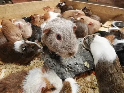 lewoprawo - @Mega_Smieszek: Przypomniała mi się historia samca świnki morskiej Randy,...