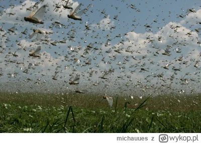 michauues - wyobraźcie sobie drony jak większe owady, wypuszczane w rojach po paręset...