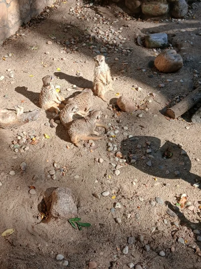 Smarek37 - #zoo #gdańsk #zwierzaczki
Byłem ostatnio po paru latach przerwy w zoo w Gd...