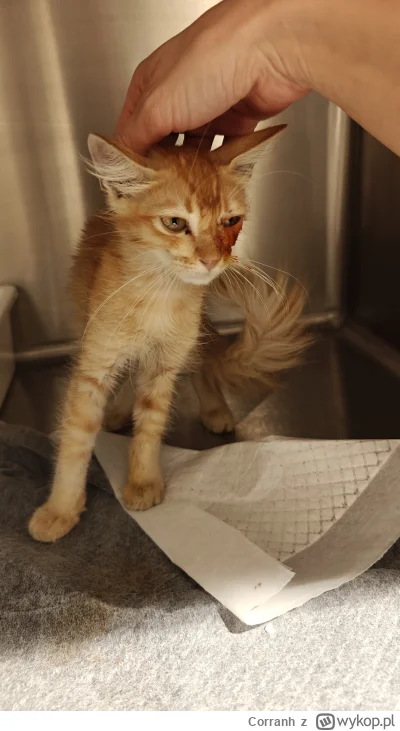 Corranh - @RicoElectrico niestety to nie Europa... Obawiamy się że deweloper kazał "c...