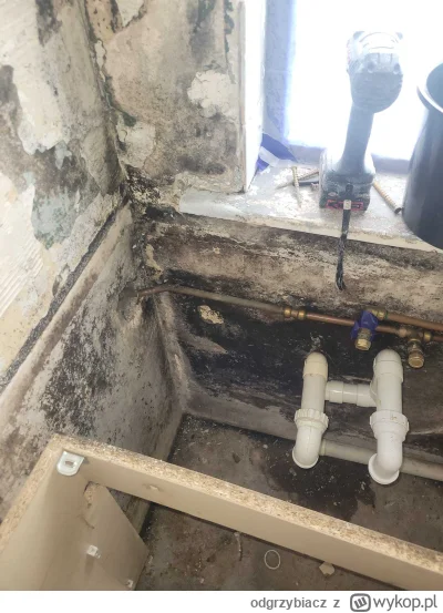 odgrzybiacz - Czym grozi pleśń w mieszkaniu? Alergie astma i grzybice. >>> #technolog...