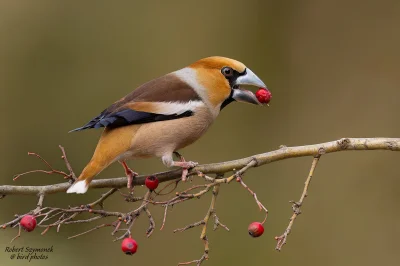 Lifelike - Grubodziób (Coccothraustes coccothraustes)
Głos
Autor
#photoexplorer #foto...