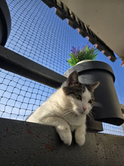 Solsith - #pokazkota #spaslak nieda pospać, pizga ale siedzi twardo(｡◕‿‿◕｡)