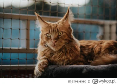 maikeleleq - @simpiara