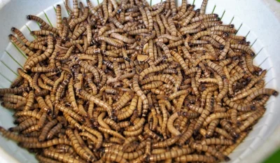 RdzaSpi - Wydano już pozwolenie producentom na dodawanie owadów do wszelkich produktó...